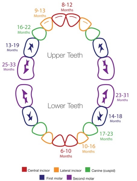 teeth